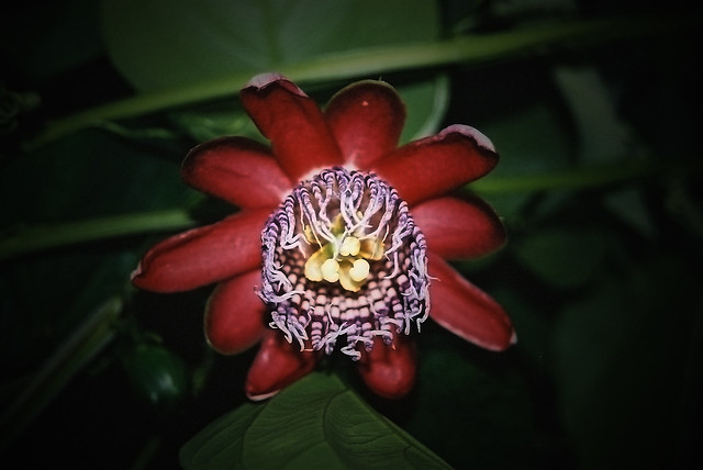 Passiflora alata from South America (Peru, eastern Brazil).  Passionsblume aus Südamerika (Peru und Ostbrasilien).