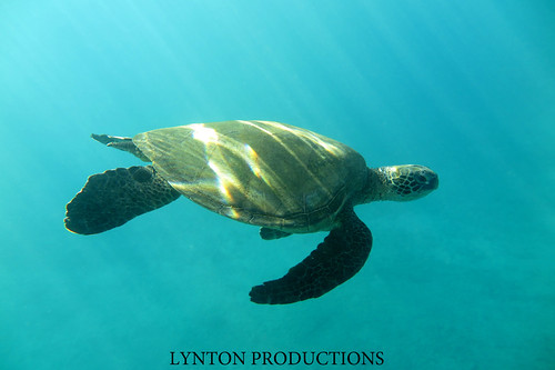 Turtle | by Aaron Lynton