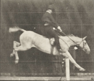 File:Horse Pandora jumping hurdle, saddled with a rider 