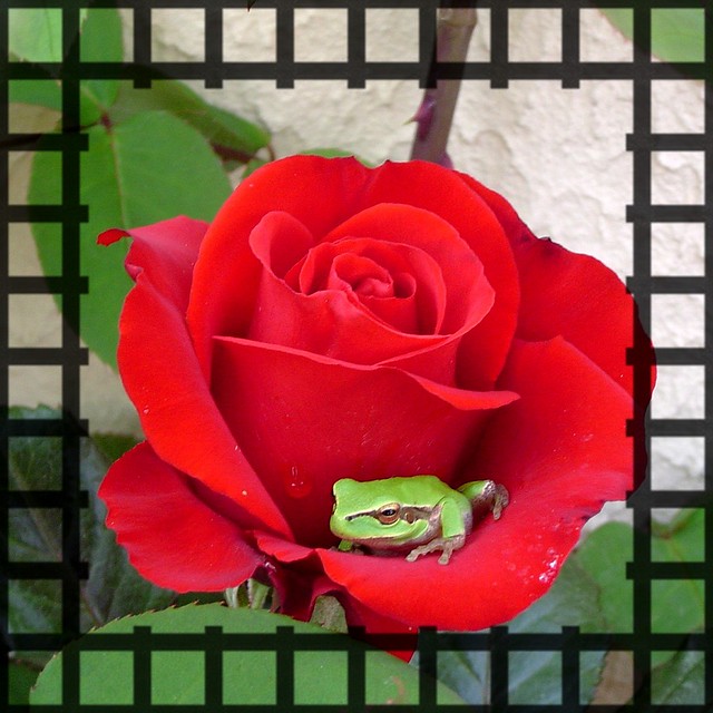 A small frog in a rose