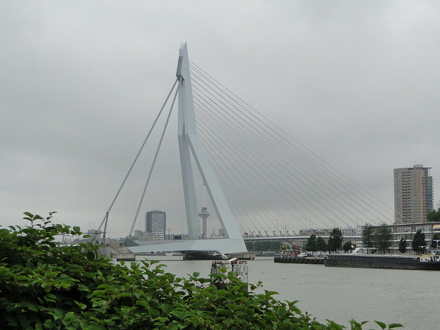 Erasmus bridge Rotterdam