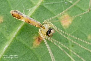 Daddy-long-legs spider (Leptopholcus podophthalmus) - DSC_4060b