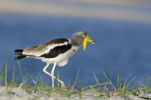 White-crowned Lapwing - Vanellus albiceps