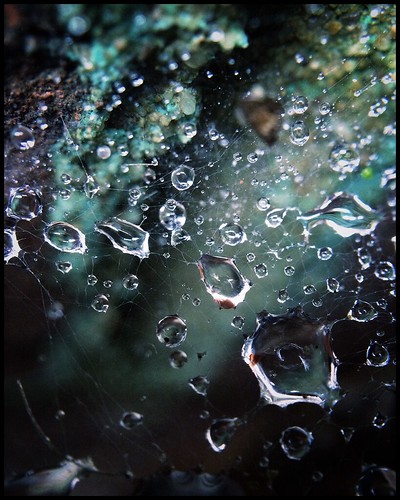 Web Trapped Rain-Blue