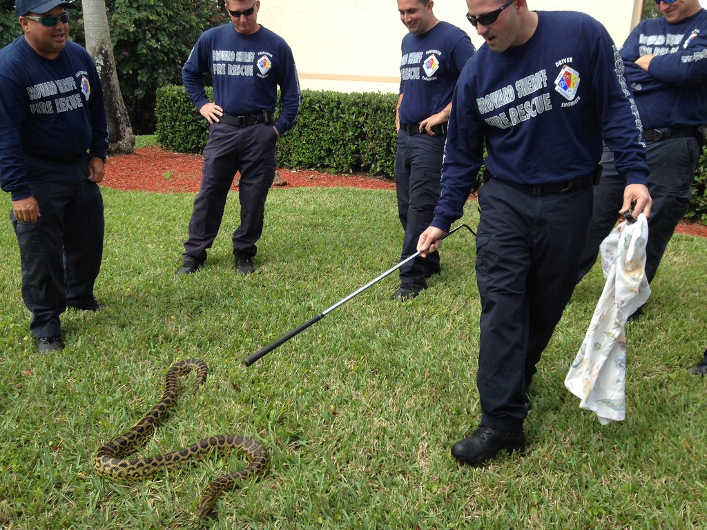 Змее лов. Змеи Флориды. Специалисты по ловле змей. Защита от змей дома. Пожарные МЧС ловят гадюк.