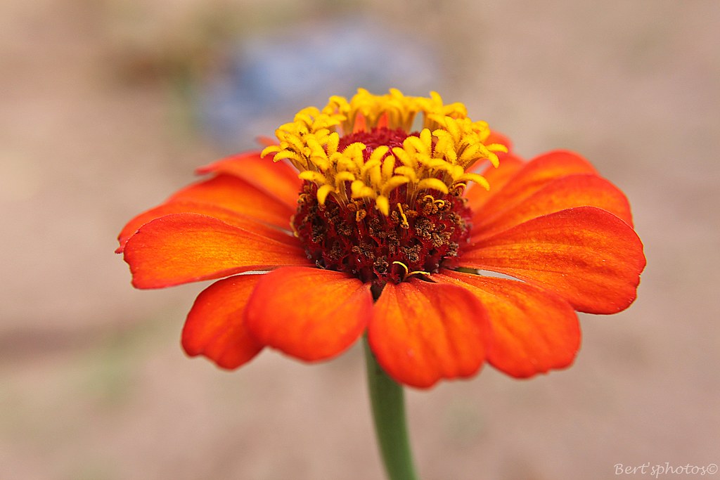 Flor Capitão - Zínia | Zinnia Elegans - Quinta-Flower | AmeliaBerti | Flickr