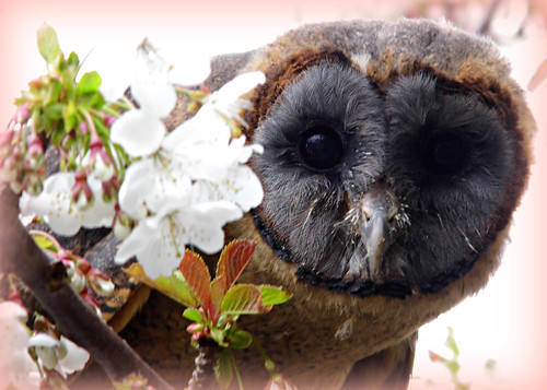 Peek-A-Boo! | by 'cosmicgirl1960' NEW CANON CAMERA