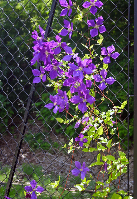 Back of the Yards Fence wih Clematis
