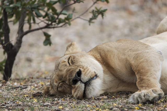 The sleepy lion