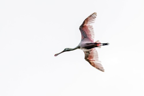 nature wings wildlife flight caribbean rare avifauna westindies trinidadandtobago roseatespoonbillajaiaajaja