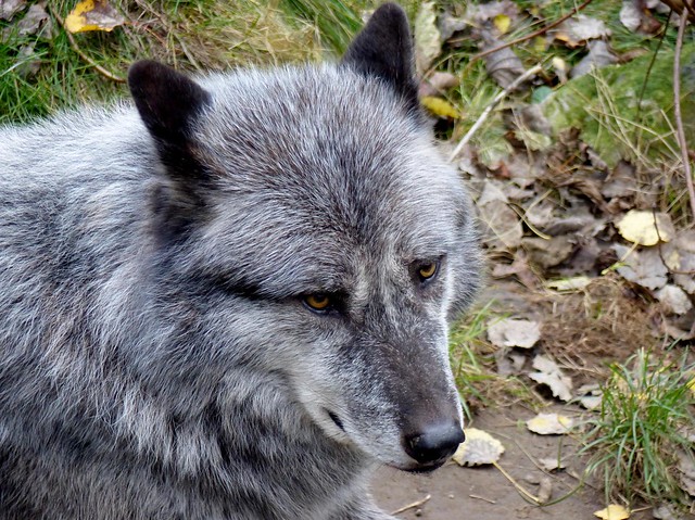 Westlicher Timberwolf***Mackenzie-Valley Wolf***Canis lupus occidentalis