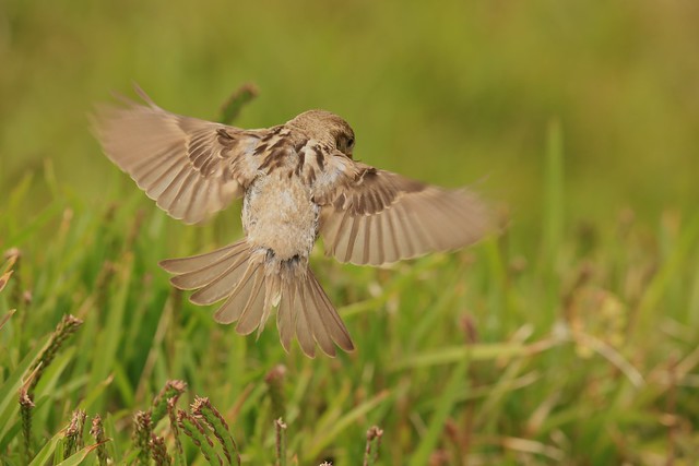 Female Sparrow Tiu Hovering New Zealand