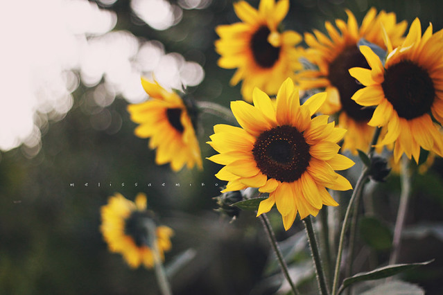 Sunflower Love Revisted