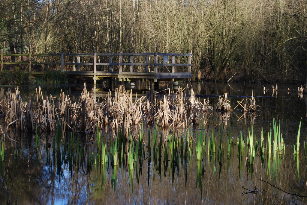 Log Reeds Pond Reeds in a Pond (and jetty) | Little pond at Pinewood Leisur… | Flickr