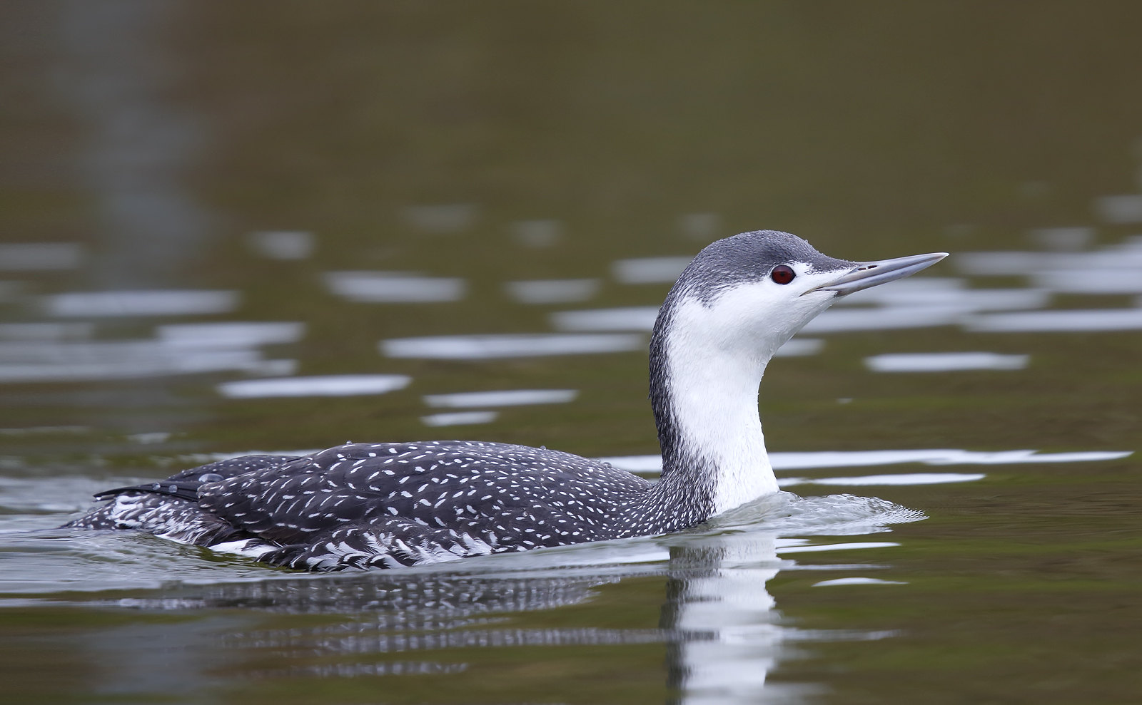Adult Winter - Red-throated Diver