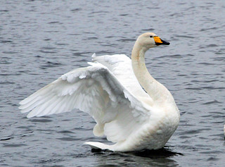 Whooper Swan | roy balfour | Flickr