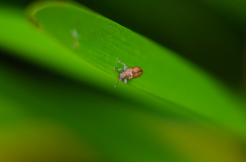 Tiny beetle on a reed leaf