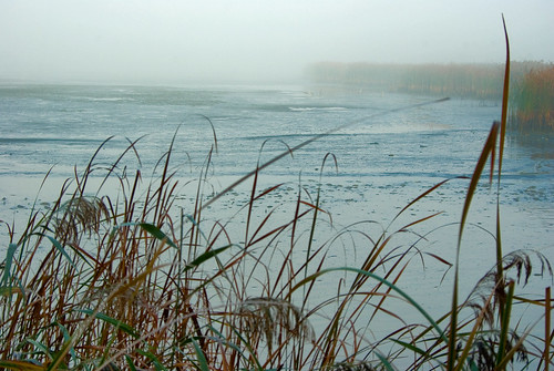 nature cane fog landscape pond earlymorning poland polska natura poranek mgła staw trzcina krajobraz barwyjesieni zator coloursoftheautumn odłowy livecatchings