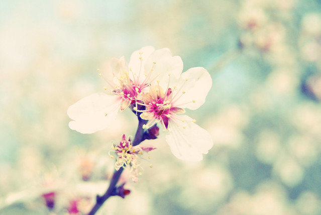 Pastel Almond Flower