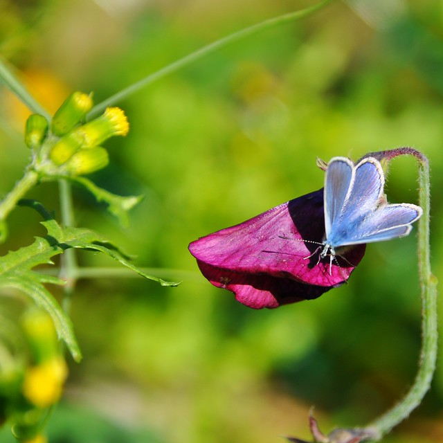 Petite fleur d'été ... et petit papillon bleu