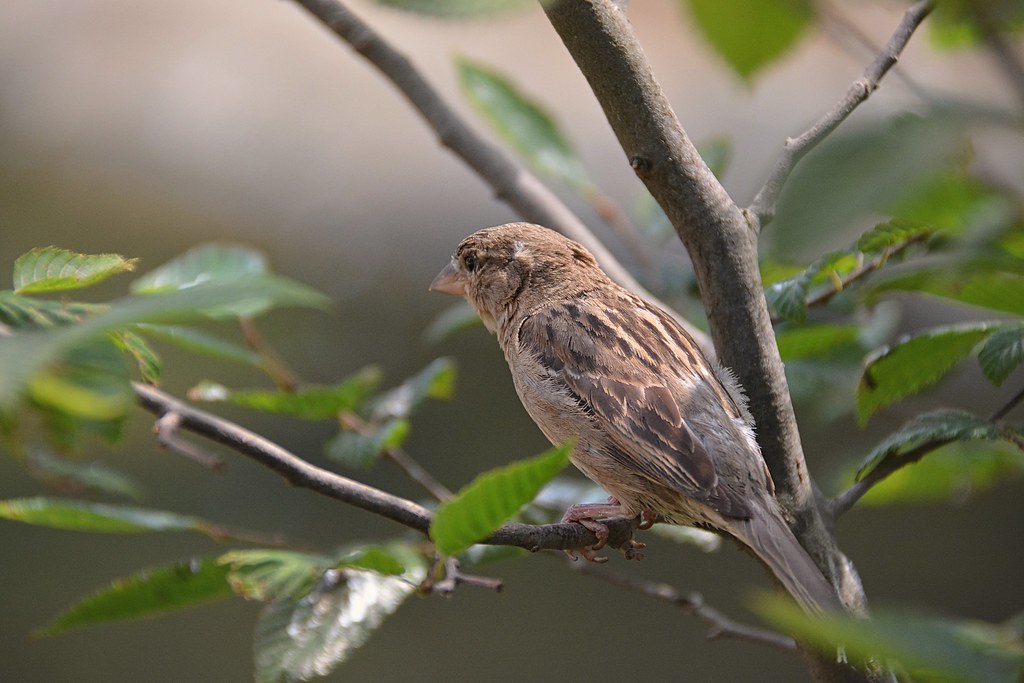 Wild House Sparrow