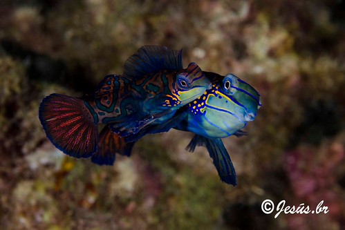 Pesce mandarino