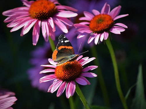 Red Admiral and Echinacea