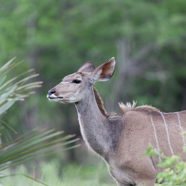 Female kudu.