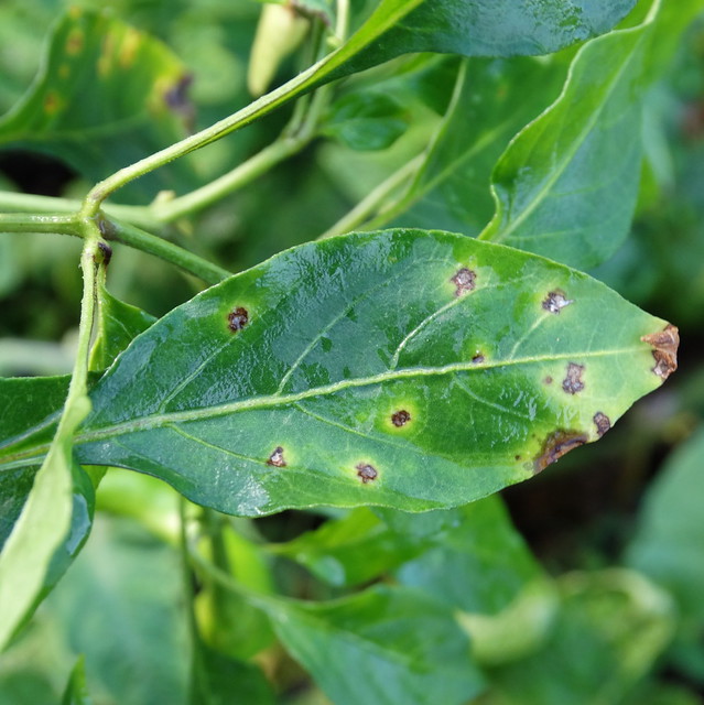 Bacterial leaf spot of pepper (Capsicum sp.)