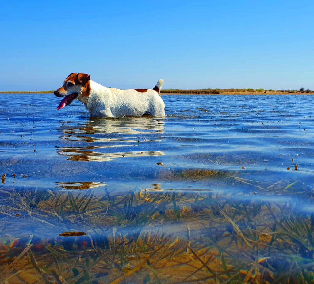 Hello dog . www.benheine.com . #dog #water #cute #doggy #photographie #benheinephotography #chien #eau #mer #delta
