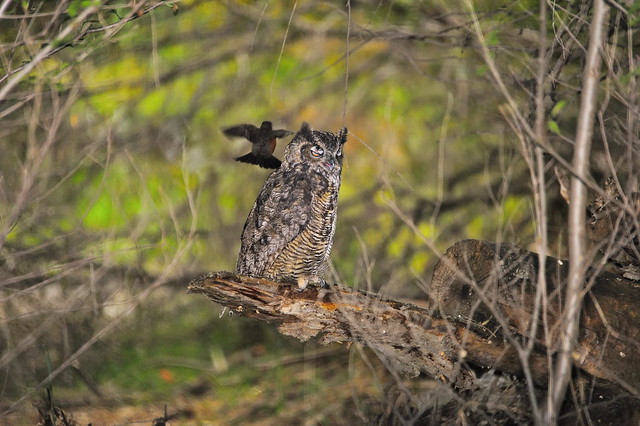 Great Horned Owl getting attacked from a robin in dark heavy underbrush