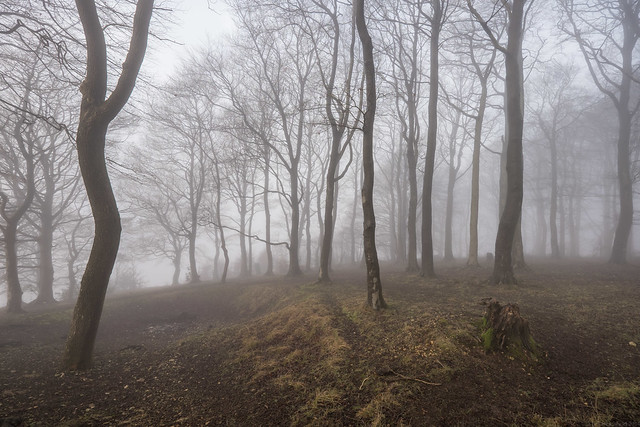 Prestbury Hill - Misty Morning Beech Trees