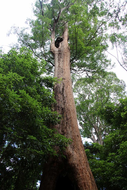 Tallowwood (Eucalyptus microcorys)