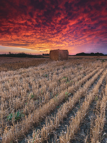 sunrise landscape photography hay wheat field farm crop harvest clouds sky beauty beautiful peace country texture nature bale rows color colour red warm summer weather sony calebest sigma