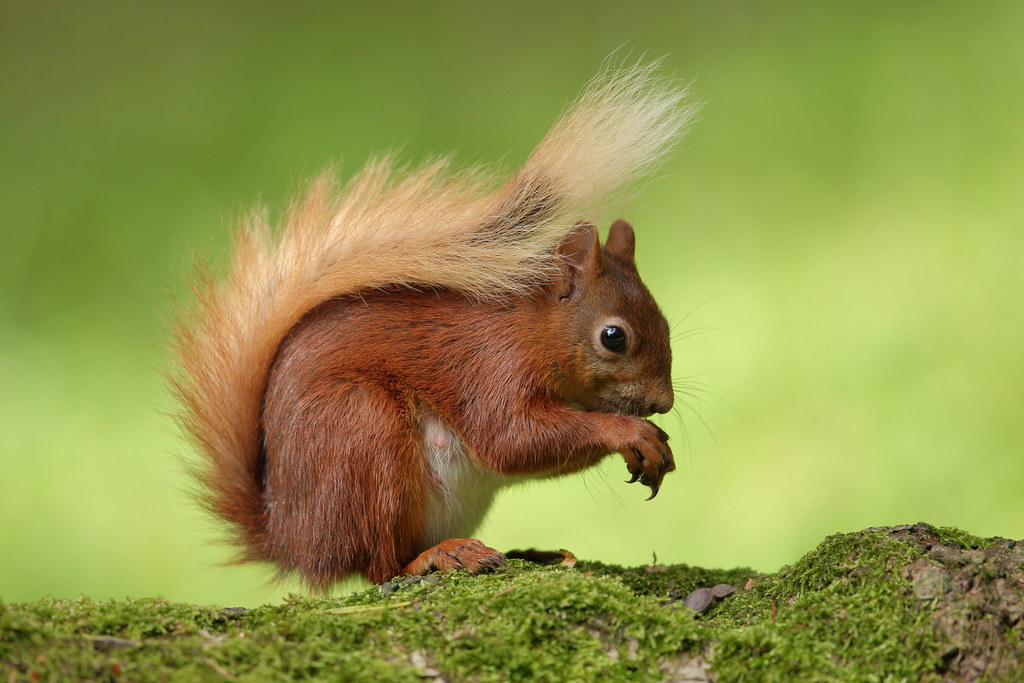 Red Squirrel | Hammerchewer | Flickr