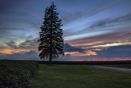Contemplating the Blue Hour by Steve Frazier Photography, A pine tree flanked by a soybean field, silhouetted against the remanents of a beautiful sunset, her