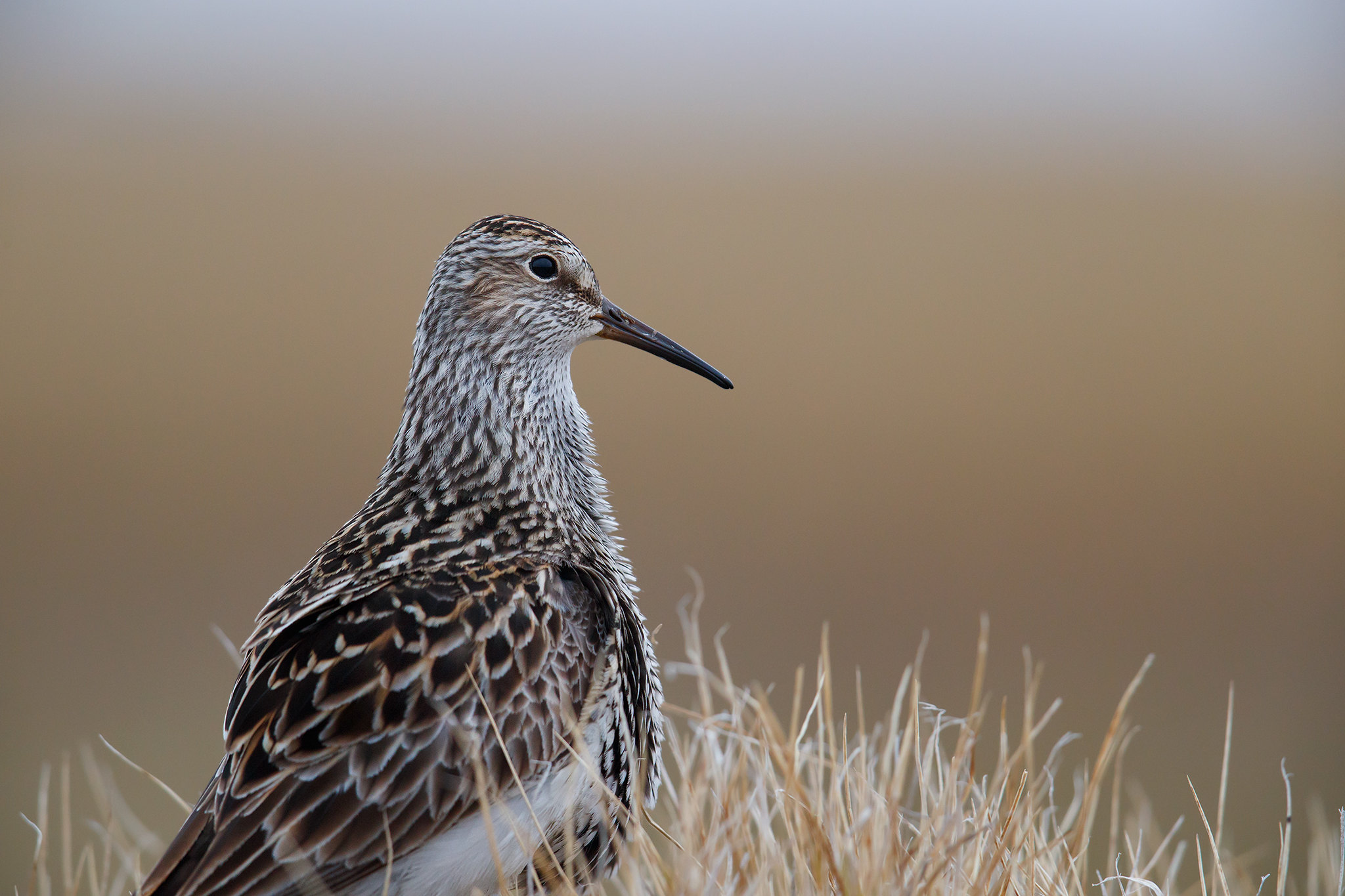 Calidris melanotos | Pectoral Sandpiper | tuvsnäppa