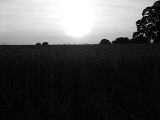 Sunset over a wheatfield