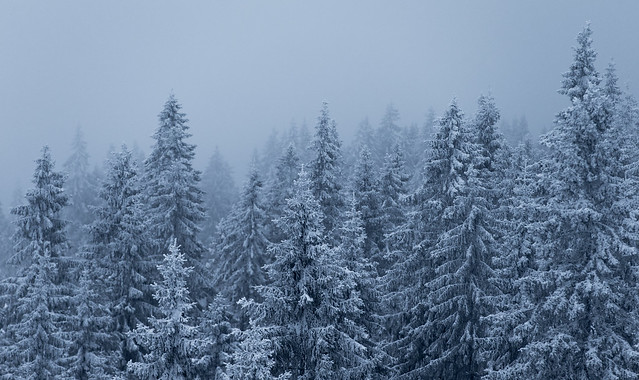 snow trees fog frost