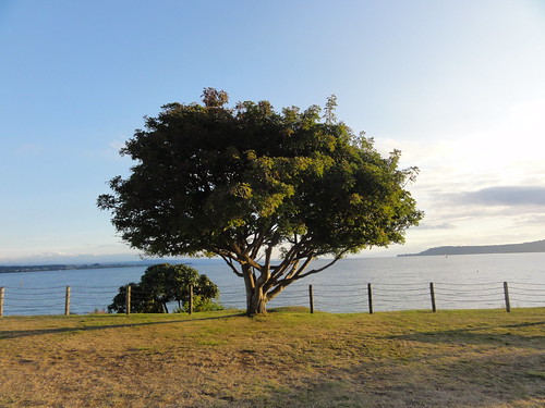 Deep thinking near Taupo Lake, New Zealand | by The Algonauts Project: sharing the power of algae!