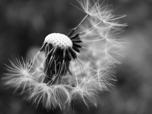 Black and white picture of dandelion seeds