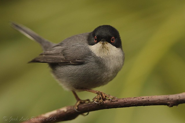 Toutinegra-dos-valados | Sylvia melanocephala | Sardinian warbler