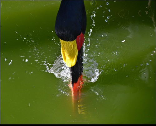 Saddle-billed Stork. (series 2/4) | by LC's Eye (Wild Images of Africa)