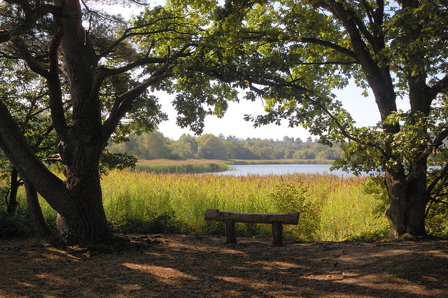 Frensham Little Pond, Surrey