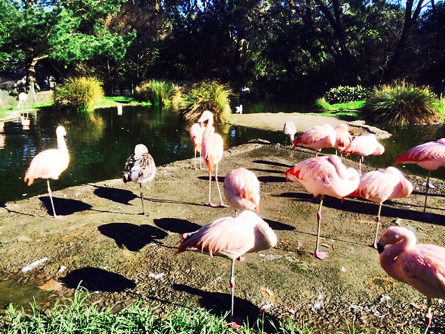 Flamingos, San Francisco Zoo - San Francisco, Calif.