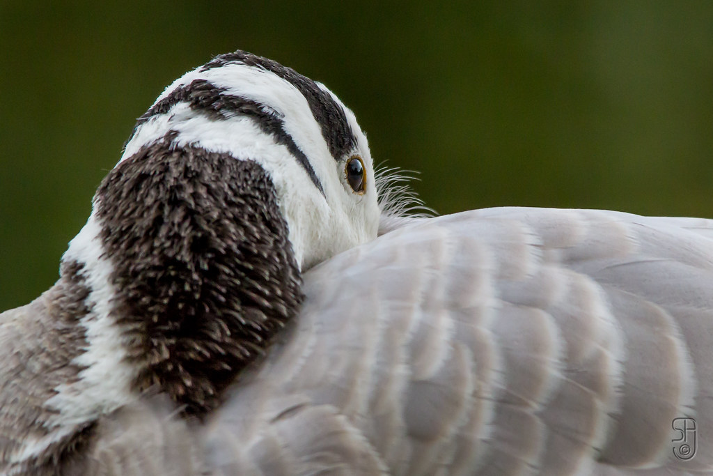 Bar-headed Goose (Anser indicus)-1222