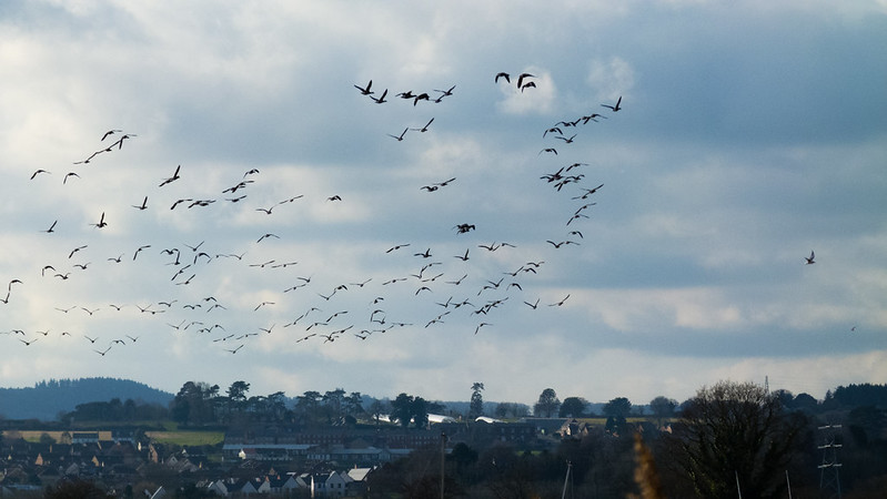 Exe estuary with brent geese in flight