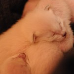 Bluebelle's kittens Dec 2014 Week One 4