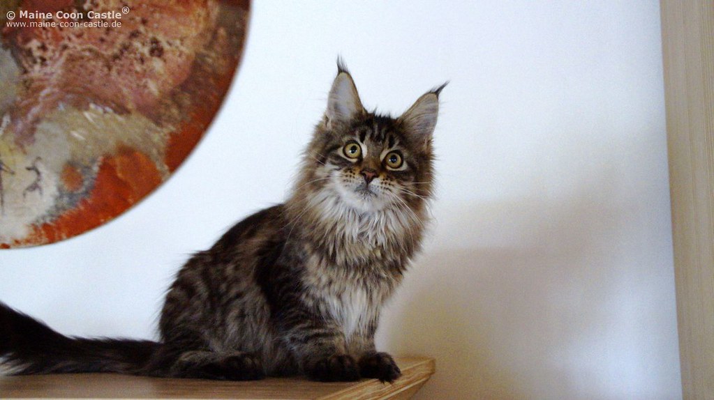 john de jong and maine coon cat 4 months maine coon kitten weight 12 weeks