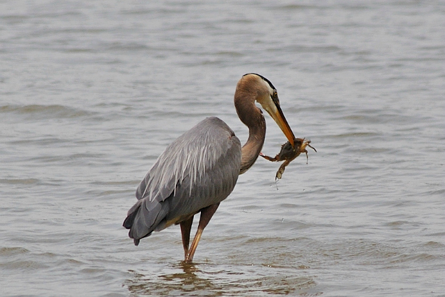 Great Blue Heron and Blue Crab dinner